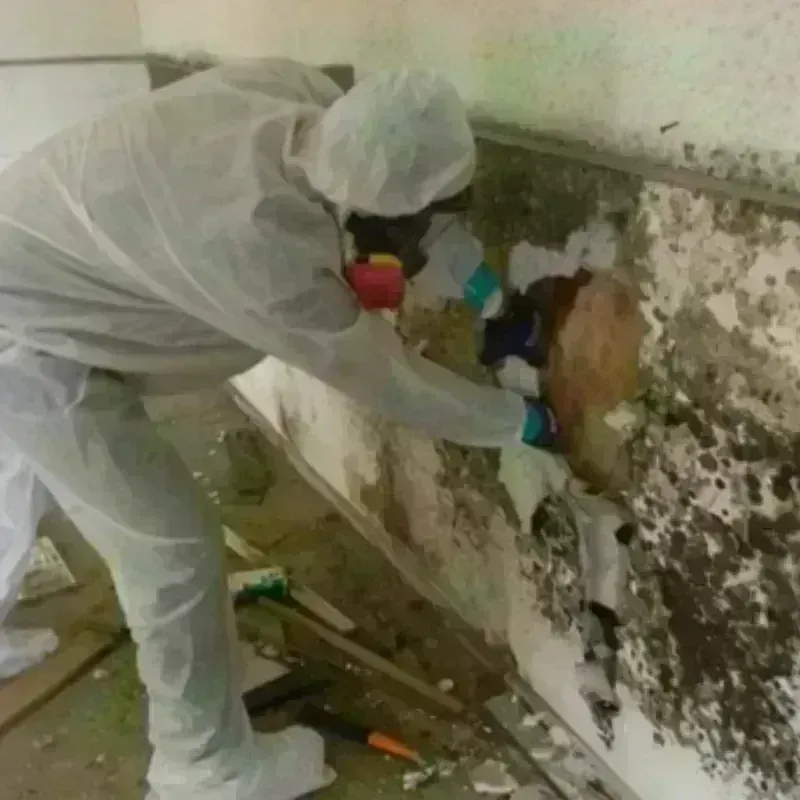 Mold Remediation and Removal in Cleburne County, AL